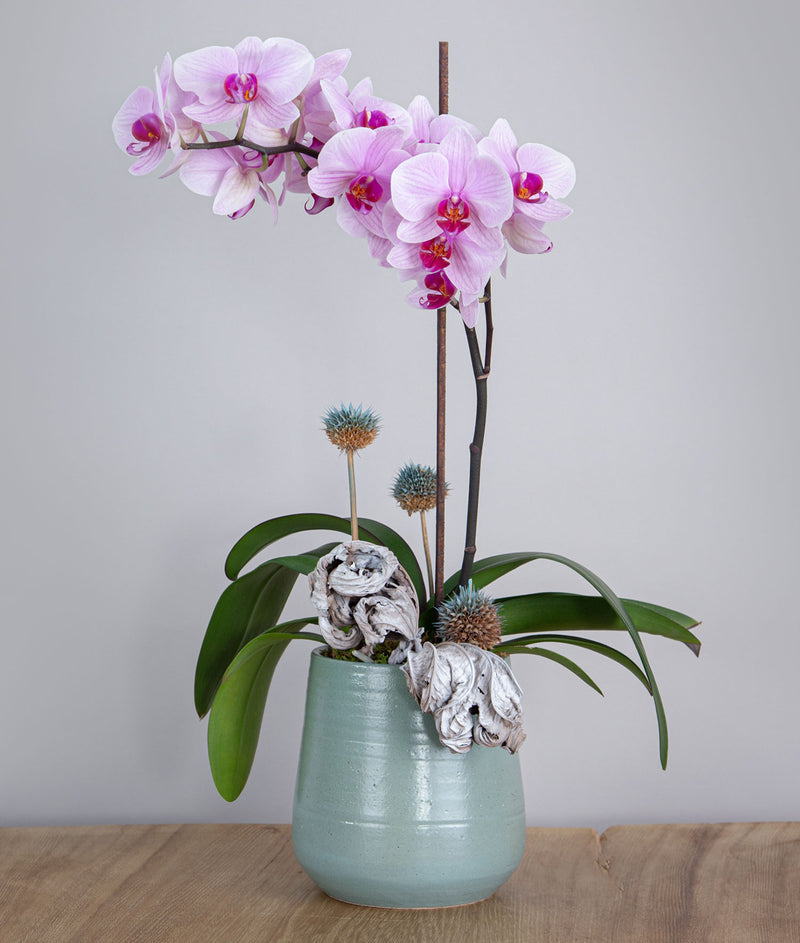 Orquídea Phalenopsis con base de cerámica
